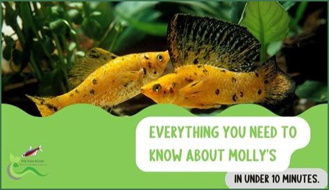 Everything You Need To Know About Molly Norbit